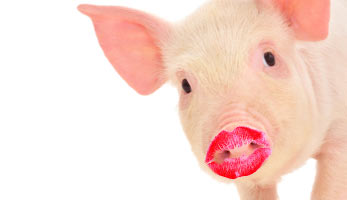 Lipstick on Pigs